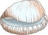 Coffee bean trivia shell