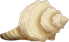 Conch shell