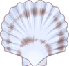 Scallop
