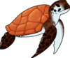 Sea turtle