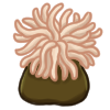Sea Anemone