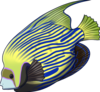 Angelfish